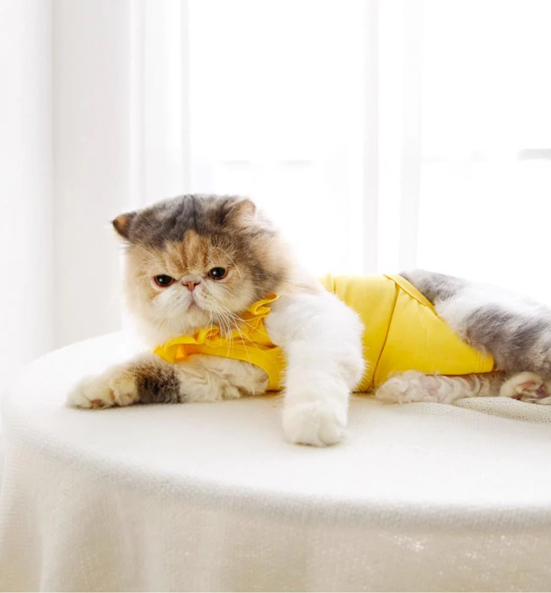 Meoof Breathable Cat Recovery Suit with Ruffle Collar - Image 22