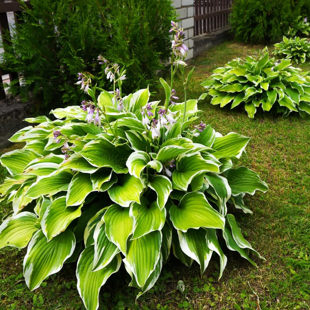 Organic Basil Seed Hanging Planter Bag with Soil Block - Image 36
